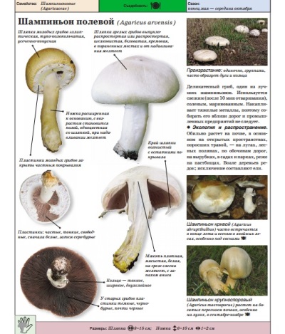  Polní houba