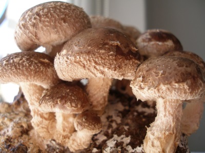  shiitake svamp utseende