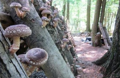  Metod för odling av shiitake-svampar för medicinska ändamål