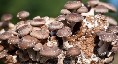 Shiitake svampar har en enorm lista över fördelaktiga egenskaper för kroppen.