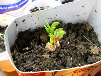  Peanut Seedlings