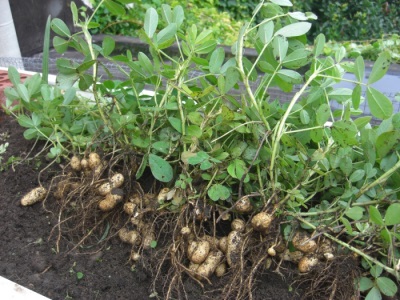  Pěstování arašídů by se mělo řídit základními pravidly.