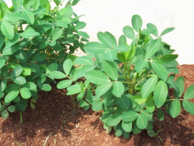  Penjagaan yang betul kacang tanah menghasilkan jumlah yang lebih besar dan kualiti buah yang lebih baik.