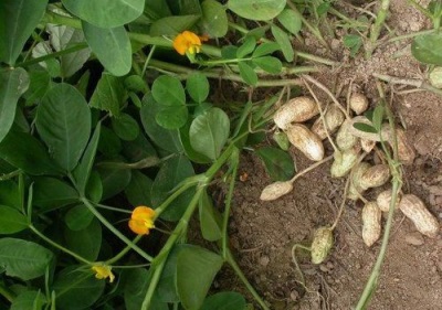  Trồng đậu phộng trong vườn của bạn không khó chút nào, bạn chỉ cần biết một số sắc thái.