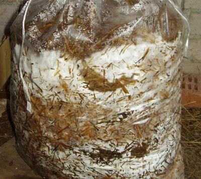  Kahalumigmigan na substrate para sa paglilinang ng mga mushroom ng talaba
