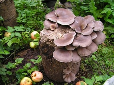  Växande ostron svampar på stockar eller stubbar