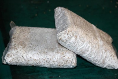  Zakoupené mycelium pro pěstování hlívy ústřičné
