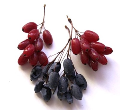  Berberske bobice crvene i crne