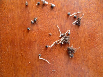  Klíčící semena divokého česneku
