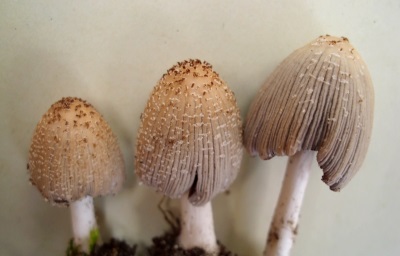  Vzhled houbovitých hub