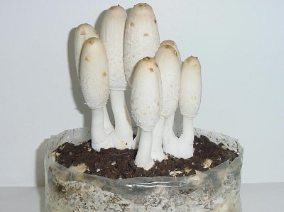  Uppfödning av mögel svampar hemma