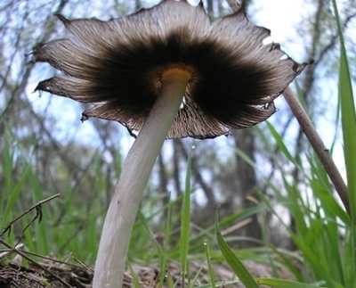  Dung Mushroom Beskrivelse