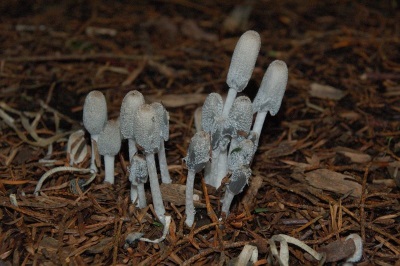  Crotte de champignons