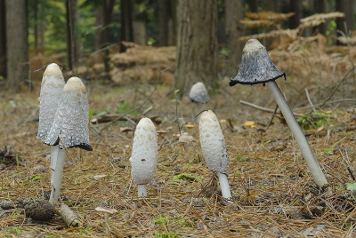  Gljive iz gljiva rastu na tlu bogatom biljnim ostacima