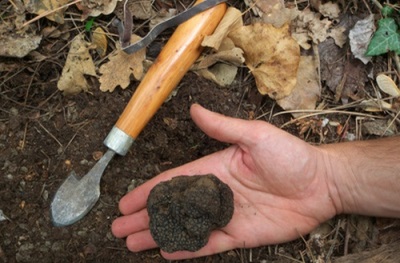  Truffle tumbuh di bawah tanah di hutan luruh dan bercampur