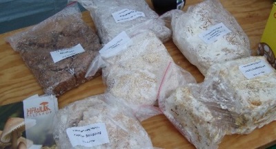  Pěstování lanýžů (mycelium lanýžů)