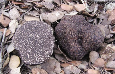  Black truffle