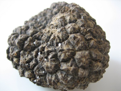  Apparition de champignons de la truffe