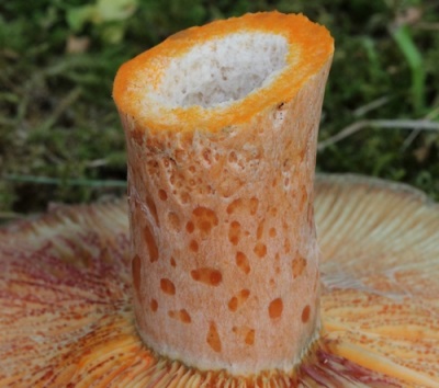  Utseendet på svampen svamp svampar