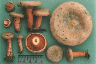  Karakteristik av svamp svampar