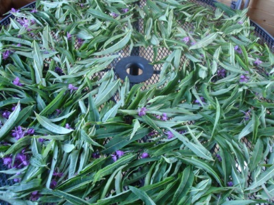  Proses pengeringan teh willow