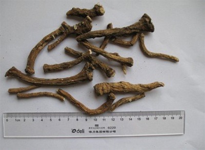  Harm dan kontraindikasi untuk akar dandelion