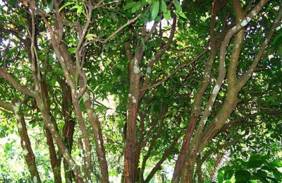  Εμφάνιση του δέντρου κανέλα
