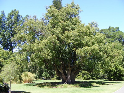  Pohon Laurel di Afrika