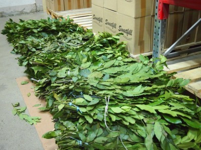  Séchage des feuilles de laurier
