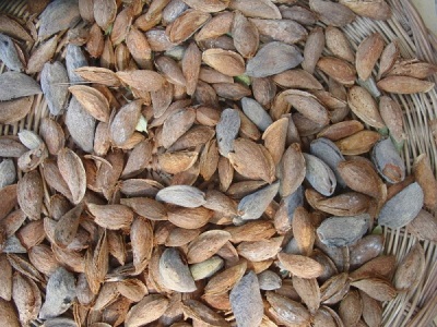  Almond egenskaper
