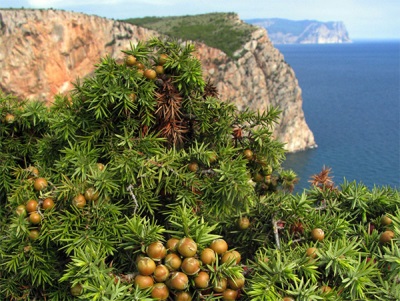  Cây bách xù ở Crimea