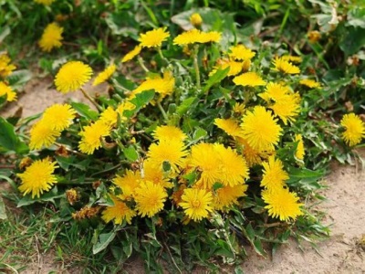  Kvetoucí Pampeliška