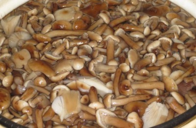  Kokta svampar