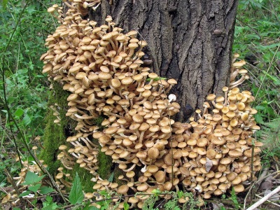  Medene gljive imaju kontraindikacije