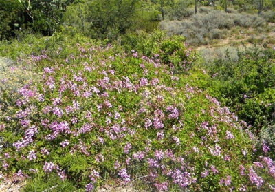  Άγρια Pelargonium
