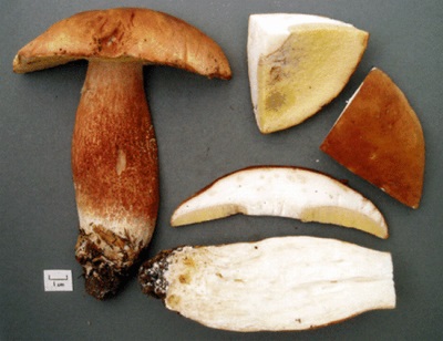  Aspen houby jsou cenné pro jejich chemické složení.