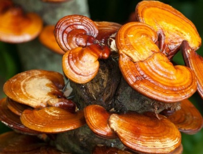  Le champignon Reishi se développe le plus largement en Chine et au Japon
