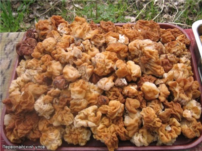  Šavovi od gljiva imaju neka korisna svojstva za tijelo.