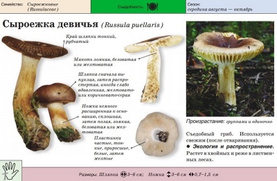  Russula sulung