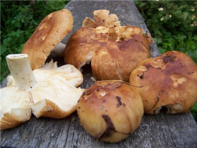  Doporučení pro výběr a nákup houby Valui