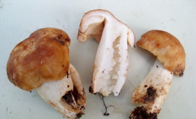  Valui houby mají blahodárné vlastnosti pro tělo.