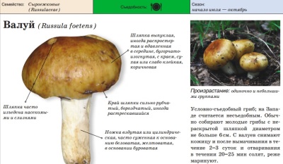  Vzhled houby Valui