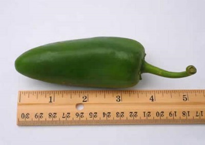  Jalapeno Pepper Charakteristika