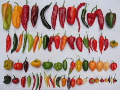  Chili peppar