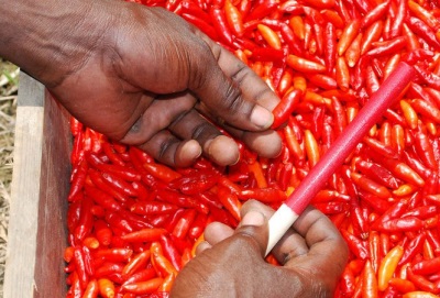  Prikupljanje Tabasco paprika prije proizvodnje umaka
