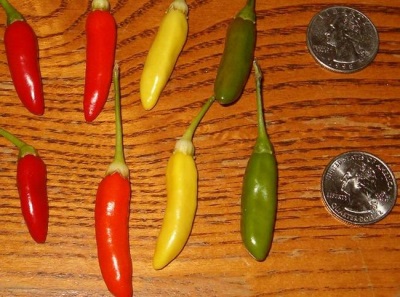  Kjennetegn på Tabasco peppers