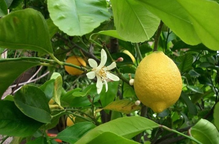 امراض شجرة الليمون